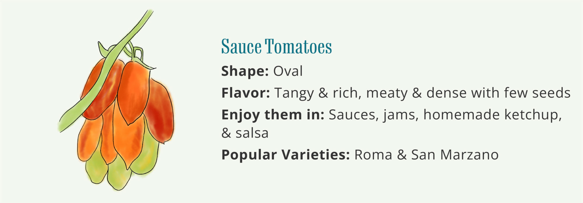 Sauce-Tomatoes-Roma-San-Marzano-Wallaces-Garden-Center-Iowa1