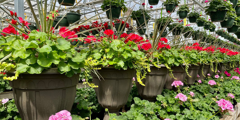 Wallace's Garden Center-Mothers Day Feature-hanging baskets at Wallaces garden center