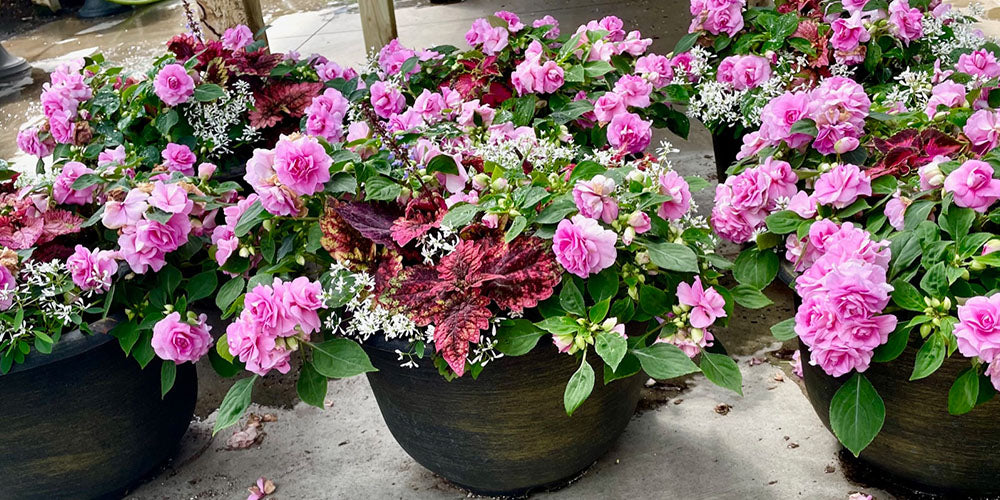 Wallace's Garden Center-Mothers Day Feature-mixed planters