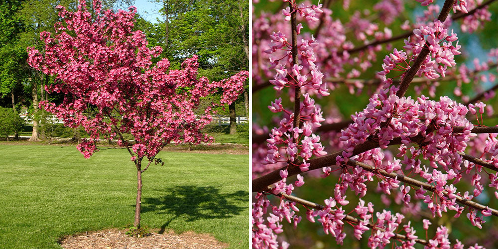 Wallace's Garden Center-Seeing the Forest for the Trees -Eastern Redbud