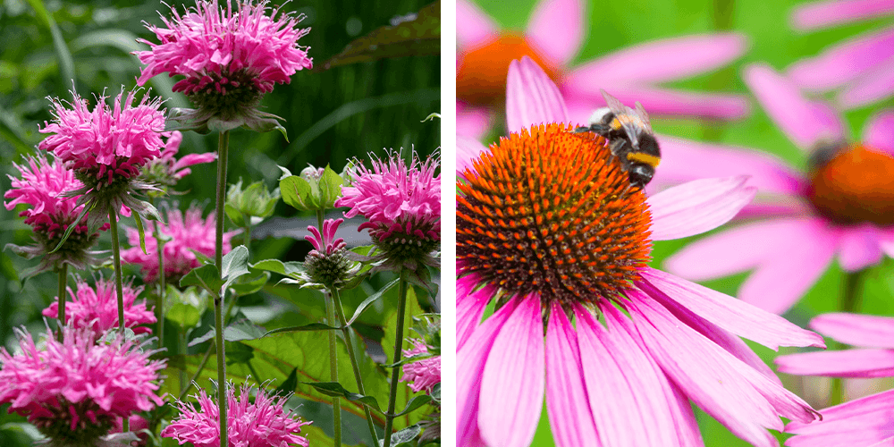 The Best Perennials for Pollinators -Wallaces Garden Center-bee balm and echinacea