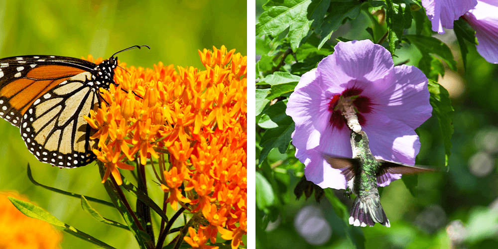 The Best Perennials for Pollinators -Wallaces Garden Center-milkweed and hibiscus