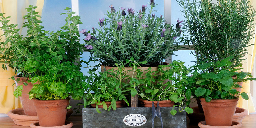 Wallace's Garden Center- Culinary Herb Garden Ideas for Iowa-assorted herb pots
