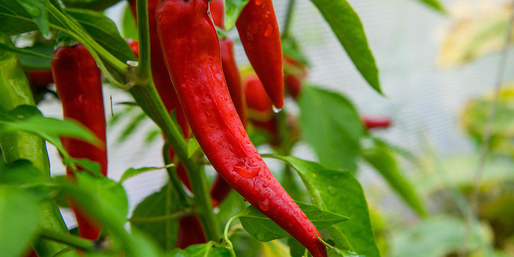 Wallace's Garden Center-Plan a Fathers Day to Remember-spicy red pepper plant