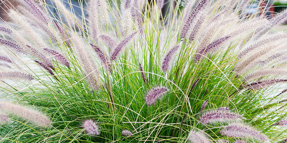 Wallace's Garden Center-Growing Ornamental Grasses in Iowa Garden-fountain grass