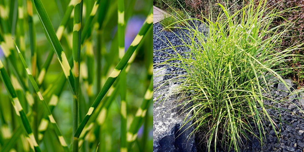 Wallace's Garden Center-Growing Ornamental Grasses in Iowa Garden-zebra grass