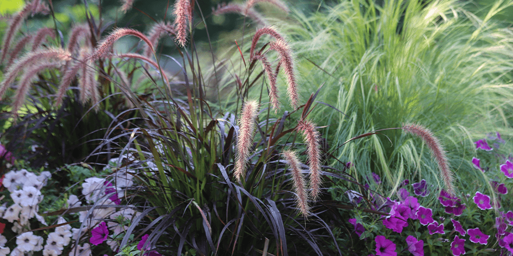 wallaces garden center Iowa_-ornamental grass in planter