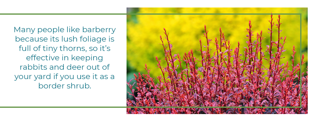 -Many people like barberry because its lush foliage is full of tiny thorns, so it’s effective in keeping rabbits and deer out of your yard if you use it as a border shrub_