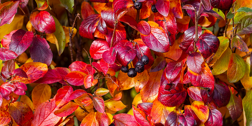Wallace's-Garden-Center-Planting-for-Fall-Color-in-Iowa-aronia-shrub-foliage-in-autumn