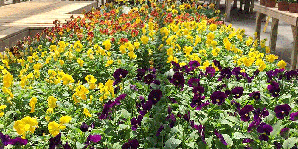 Wallace's-Garden-Center-Planting-for-Fall-Color-in-Iowa-pansy-flowers