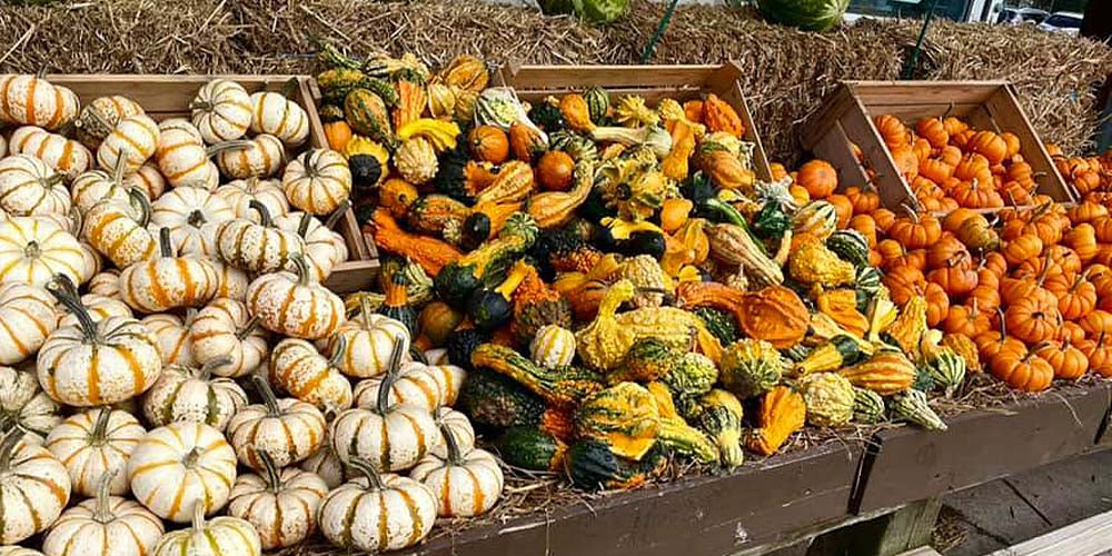Wallace's Garden Center-How to Make Gorgeous Fall Combo Pots-assorted autumn gourds