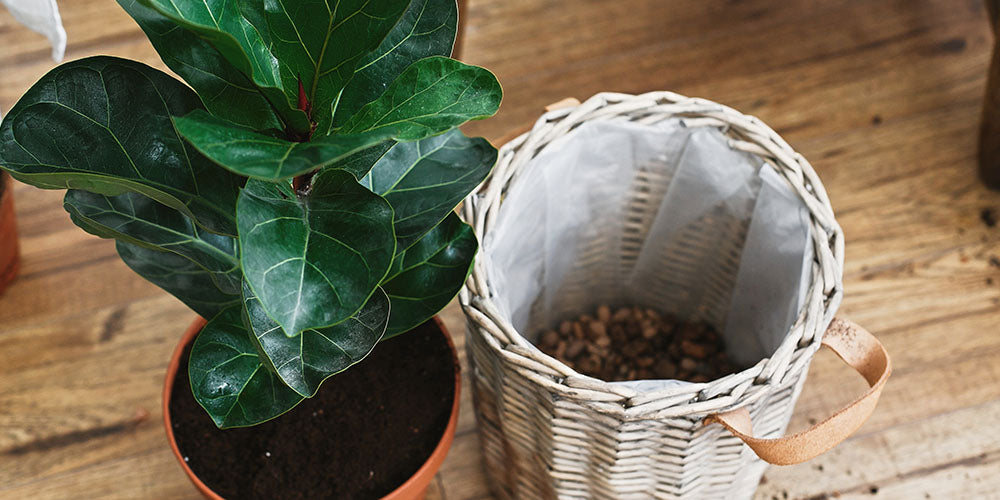 Wallace's Garden Center-Iowa- Decor Tips for an Elevated Fall Aesthetic-repotting fiddle leaf fig