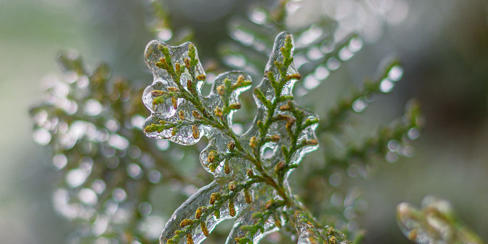 Wallace's Garden Center-Iowa-How to Protect Evergreens in Winter-cedar foliage with ice