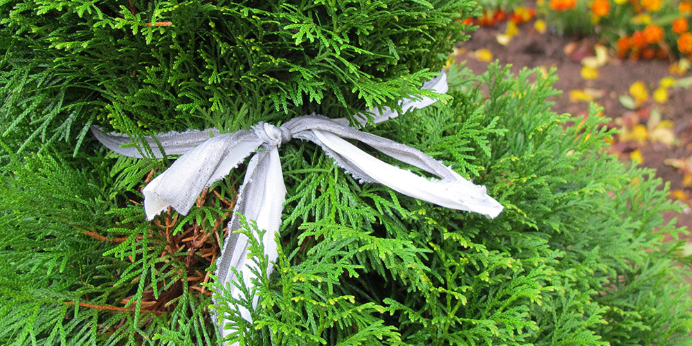 Wallace's Garden Center-Iowa-How to Protect Evergreens in Winter-tied up evergreen tree