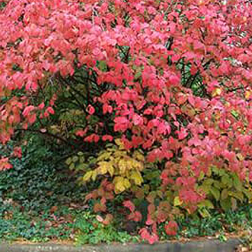 Wallace's Garden Center-Iowa-Shrubs for fall foliage-korean spice viburnum